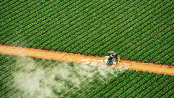 Best Ant Control Services  in Greenacres, CA