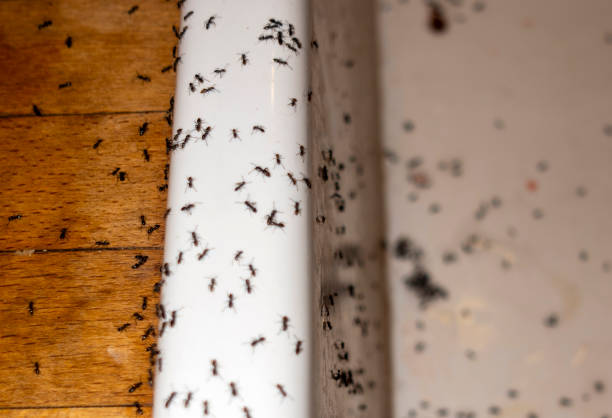 Best Pest Control Near Me  in Greenacres, CA